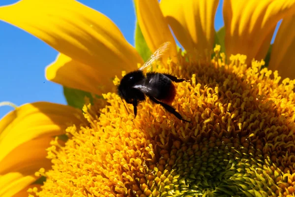Соняшник Бджолою Блакитним Небом Соняшникове Поле — стокове фото