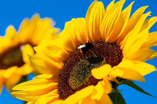 Sunflower Bee Blue Sky Sunflower Field — Foto de Stock