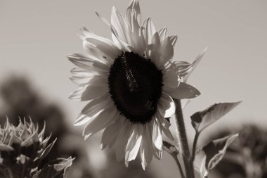Sahada siyah beyaz ayçiçeği