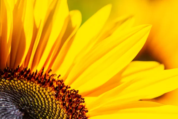 Sunflower Macro Sunflower Alone Nature — Foto de Stock