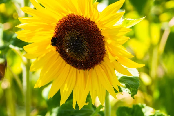 Sunflower Bee Midle Blue Sky — Foto de Stock