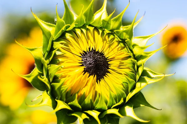 Closed Sunflower Field Natural Symmetrical — ストック写真