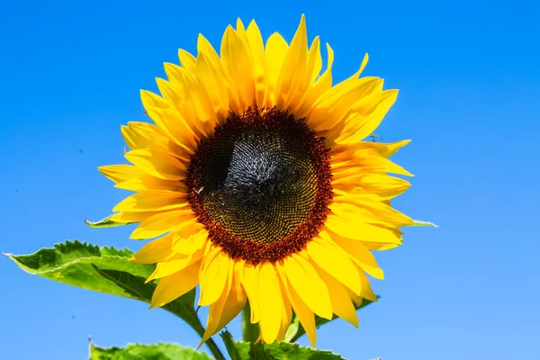 Girasol Solo Con Cielo Azul — Foto de Stock