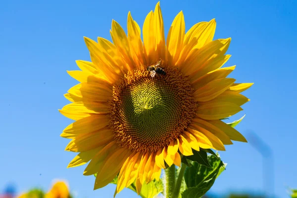 Sunflower Alone Blue Sky Bee — Foto de Stock