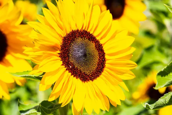 Girasol Solo Con Cielo Azul Abeja — Foto de Stock