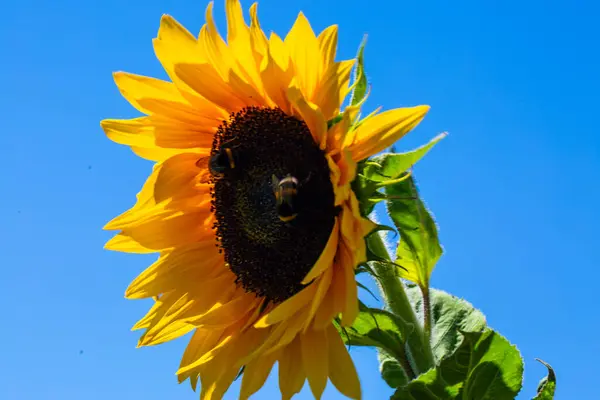 Girasol Con Abeja Medio Cielo Azul — Foto de Stock