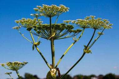 Yabani otlar (Heracleum sphondylium) arılar için bir kır çiçeği çayırında
