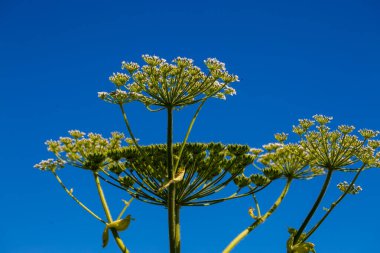 Yabani otlar (Heracleum sphondylium) arılar için bir kır çiçeği çayırında