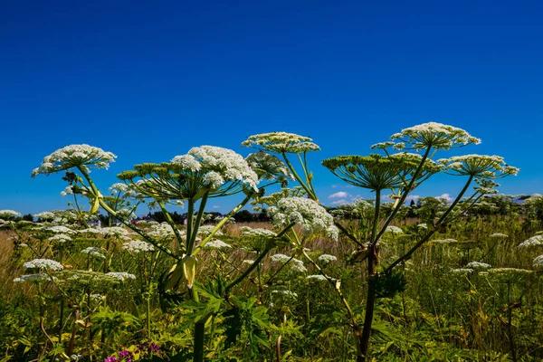 Hogweed Heracleum Sphondylium Wildflower Meadow Bees — Stockfoto