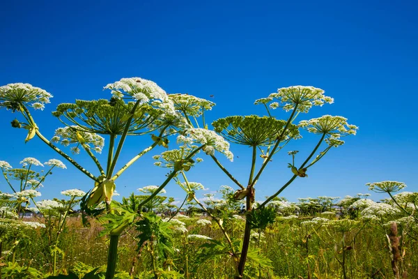 Hogweed Heracleum Sphondylium Wildflower Meadow Bees — ストック写真