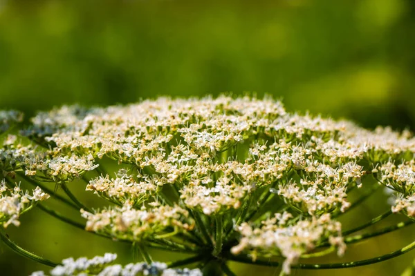 Hogweed Heracleum Sphondylium Wildflower Meadow Bees — ストック写真