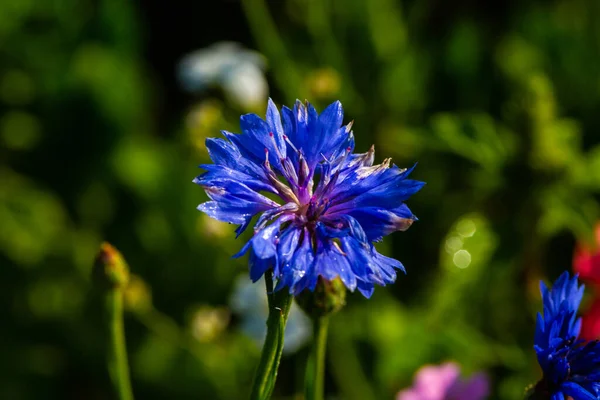 Cornflowers Field Wildflowers Laid Out Bees — ストック写真