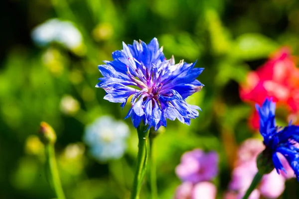 Cornflowers Field Wildflowers Laid Out Bees — Photo