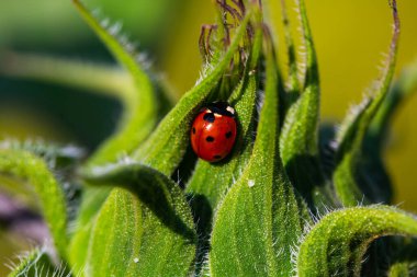 Ayçiçeği üzerindeki uğur böceği, doğa