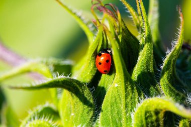 Ayçiçeği üzerindeki uğur böceği, doğa