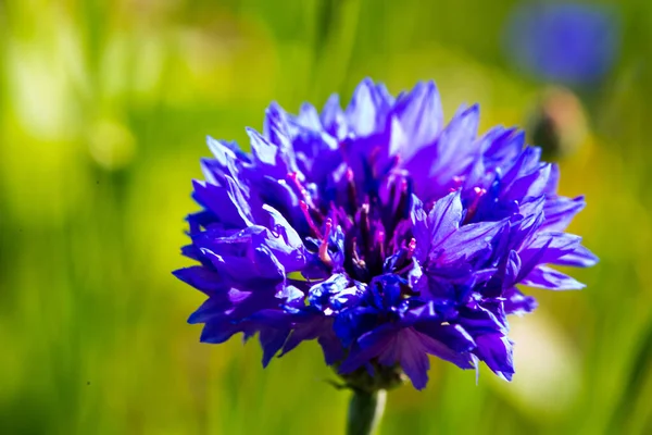 Cornflowers Field Wildflowers Laid Out Bees — 스톡 사진