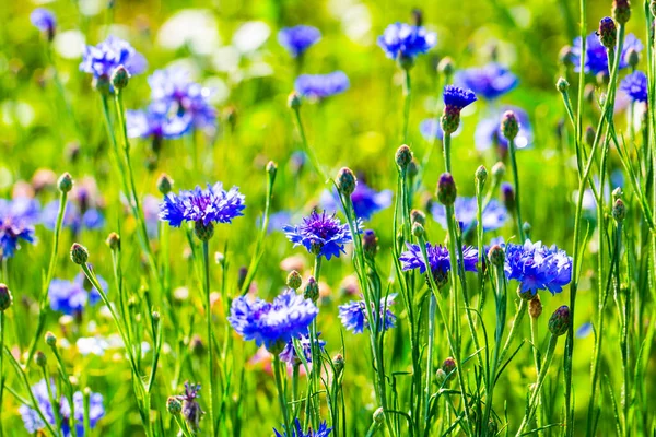 Cornflowers Field Wildflowers Laid Out Bees — Stockfoto