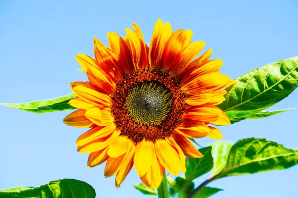 Girasol Solo Campo — Foto de Stock