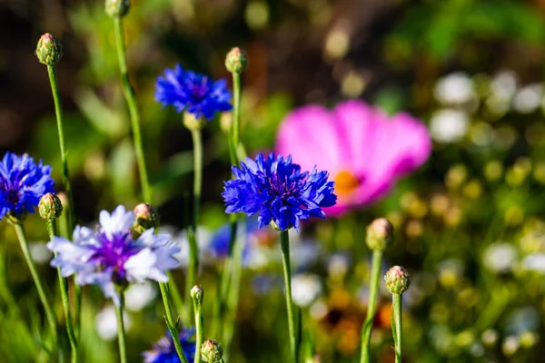Cornflowers Field Wildflowers Laid Out Bees — ストック写真