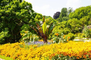 Botanik bahçesinde palmiyeli sarı çiçekler