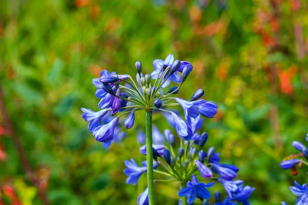 lily of the nile, blue flower closeup, african lily