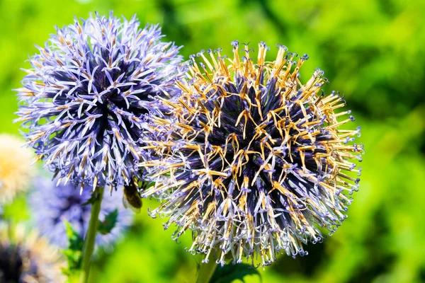 Echinops Flower Garden Botany — Foto de Stock