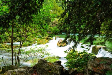 English Garden in munich, summer, nature