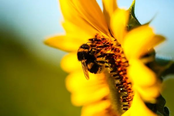 Bee Sunflower Nectar Bees — 스톡 사진