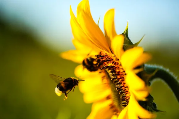 Bee Approaching Sunflower Sunflower Field Summer — Photo