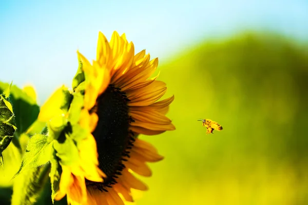 Bee Approaching Sunflower Sunflower Field Summer — Foto de Stock