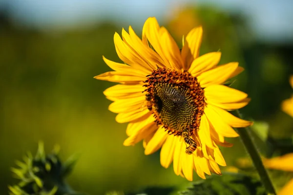 Bee Sunflower Nectar Bees — Foto de Stock