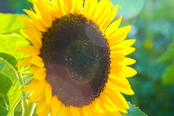 Sunflower Evening Sun Summer Time Weather Forecast — Foto de Stock