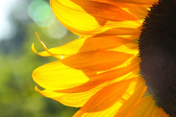 Sunflower in the evening sun, summer time, weather forecast