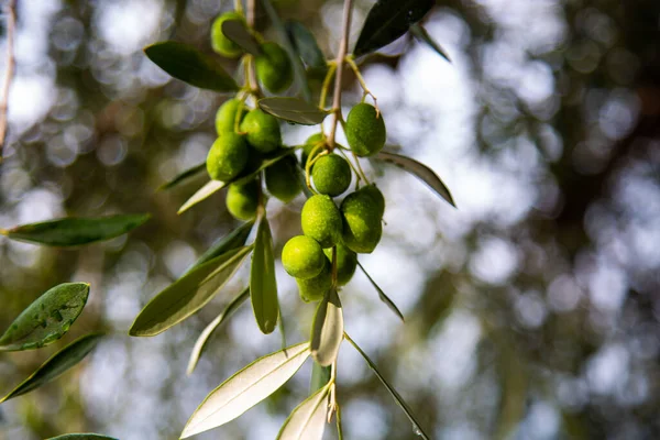 Оливкове Дерево Озері Гарда Бардоліно — стокове фото