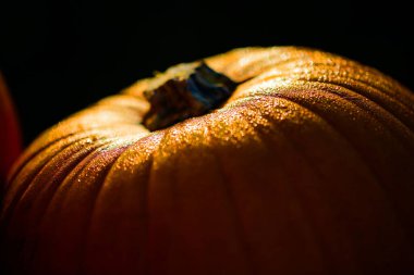 Çiy damlalı balkabağı, makro shot