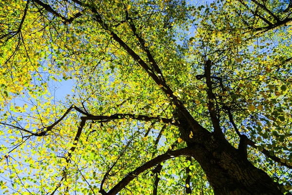 Baum Herbst Verfärbte Blätter Perspektive Von Unten Nach Oben — Stockfoto