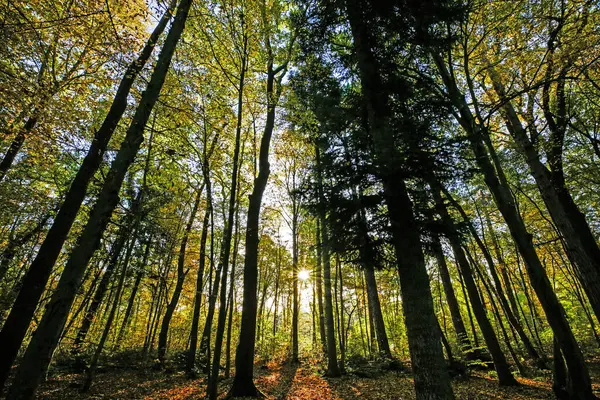 Wald Herbst Mit Raureif München — Stockfoto