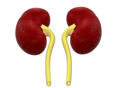 Realistic Detailed 3 d Kidney. Human Internal Organs. Part of Body for Science Anatomy, Biology and Medicine.3 d rendering image