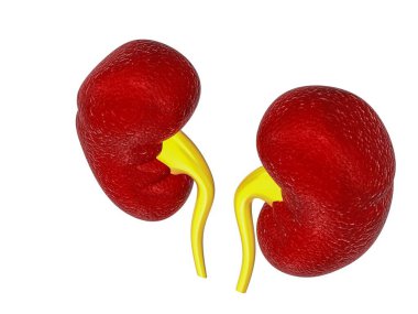 3 d illustration of human kidneys anatomy (human organs)