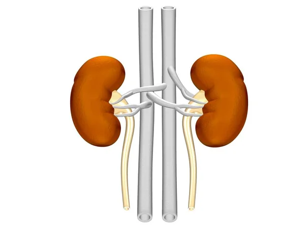 Illustration Human Kidneys Anatomy Human Organs — Zdjęcie stockowe