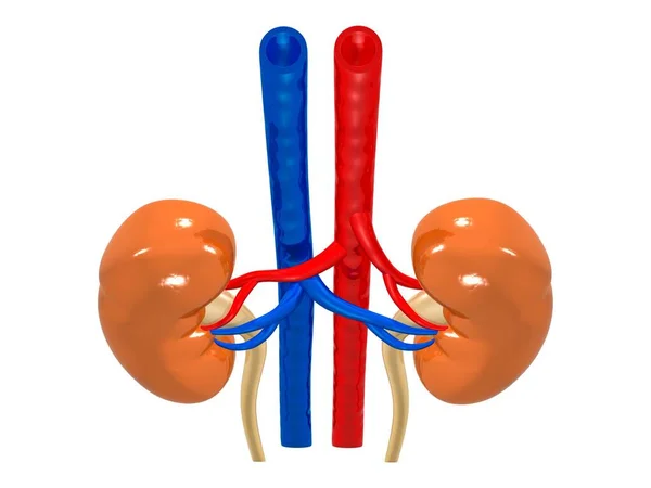 Illustration Human Kidneys Anatomy Human Organs — Stockfoto