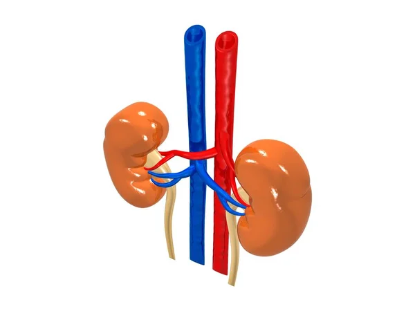 Realistic Detailed Kidney Human Internal Organs Part Body Science Anatomy — Zdjęcie stockowe