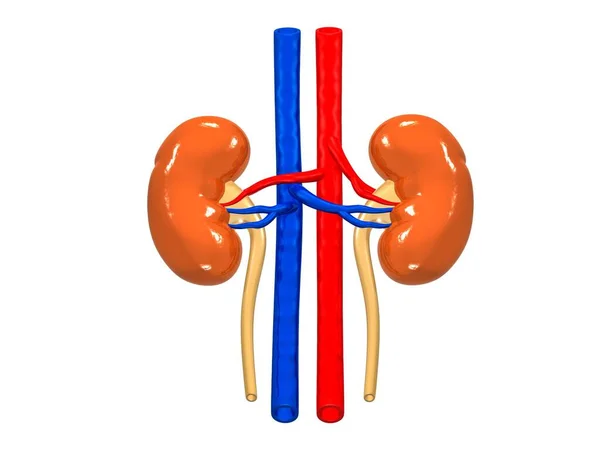 Illustration Human Kidneys Anatomy Human Organs — Stock Photo, Image