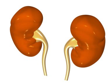 Realistic Detailed 3 d Kidney. Human Internal Organs. Part of Body for Science Anatomy, Biology and Medicine.3 d rendering imageRealistic Detailed 3 d Kidney. Human Internal Organs. Part of Body for Science Anatomy, Biology and Medicine.3 d rendering