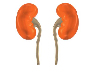 Realistic Detailed 3 d Kidney. Human Internal Organs. Part of Body for Science Anatomy, Biology and Medicine.3 d rendering image