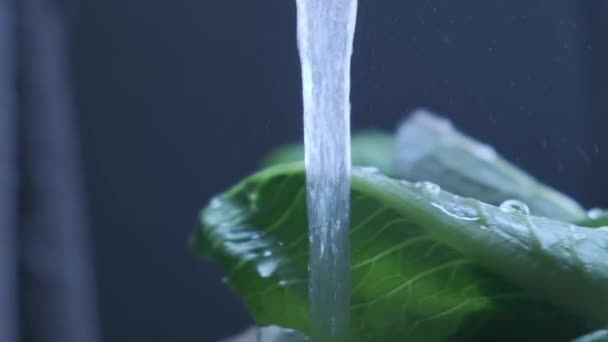 Ένα μάτσο φρέσκιες πράσινες σαλάτες χύνουν σε ρυάκι νερού, με κοντινή θέα σε αργή κίνηση. Σαλάτα Romaine μαρούλι με σταγόνες νερού πλένεται με καθαρό νερό. — Αρχείο Βίντεο