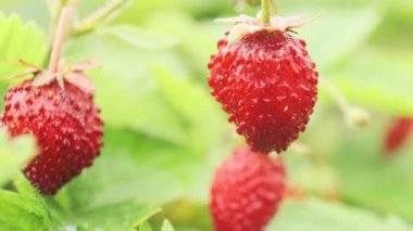 Kırmızı taze iştah açıcı yeşil yapraklı doğal çilek makrosu.