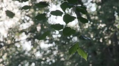 Şehirde yaz mevsimi yaprakları, uçan tüyleri, alerjileri olan yeşil ağaç dalları bahçe yaprakları.
