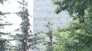 Ağaçlar, ladin ve şehrin ön cephesiyle çevrili doğal güneş ışığında uçan kavak tüyü.