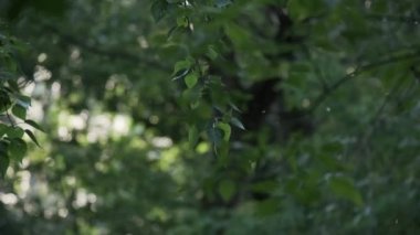 Şehirde yaz mevsimi yaprakları, uçan tüyleri, alerjileri olan yeşil ağaç dalları bahçe yaprakları.